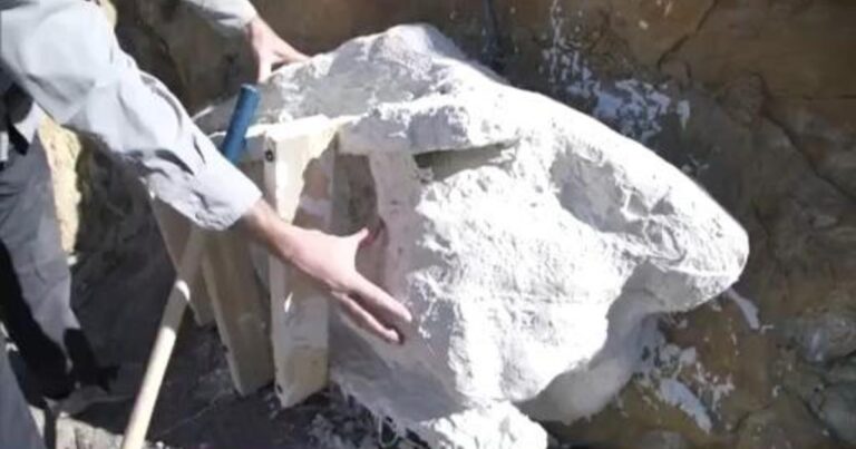 Dinosaur Footprints Rescued from Colorado Golf Course